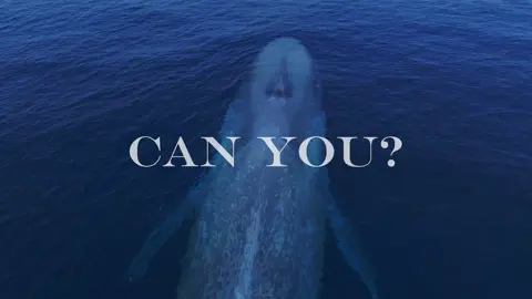 52 hertz whale <3 #pufferfish #dragpath #twentyonepilots #whale #fyp