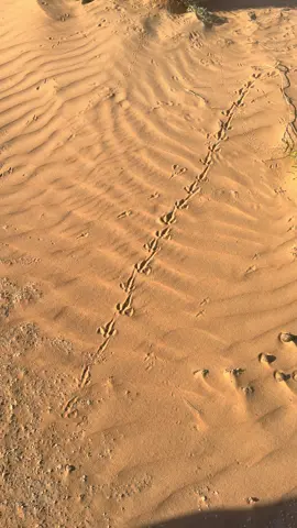 مساء الخير  أجمل جره تمشي علي الارض  بالنسبه  لي  ❤️