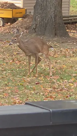 Think she might be constipated #wildlife #deer 