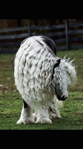 #creatorsearchinsights #horus #horsesontiktok #viral #flypシ @Umaii @Umaii @Umaii 