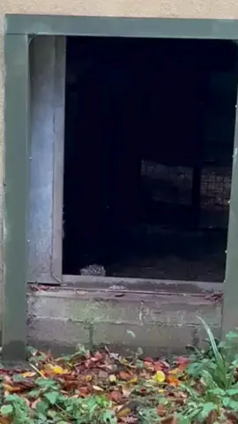 Surprise! 👀 We're thrilled to announce our Amur Leopard pair Freddo and Lena are now ✨ parents ✨ and have welcomed this beautiful cub into the world and Dartmoor Zoo family - with a perfected wave no less! 🧡 One of only 15 cubs born globally in 2025, this is not only a huge milestone for Dartmoor Zoo, but for global conservation efforts of the Critically Endangered, Amur Leopard species. 🌍 Their habitat will be temporarily off-show to give the family time to adjust and their cub to thrive, so we thank you in advance for your patience and understanding. 📽 Keeper Hannah