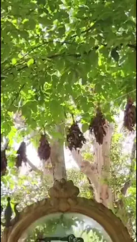 Amma Mamma🥺❤️❤️‍🩹#goviral #viralmru🇲🇺🇲🇺🇲🇺 #fypシ゚ #mru🇲🇺 @Ayush  @𝐒🐉 @🌀Leaticia🌀 @A N S H I  @A N S H I  @theyluvvme☺️ @Diya 