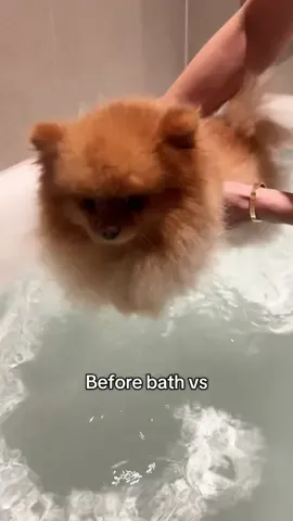 Before bath: fluffy cloud ☁️ During bath: soggy potato 🥔😂 #dogsoftiktok #pomeranian #dogbath #beforeandafter 