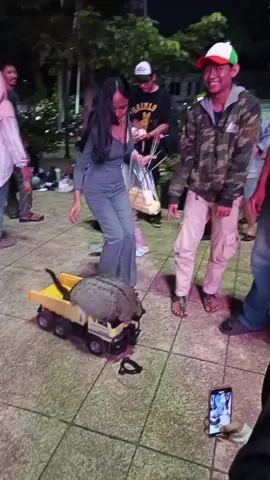 dua tahun setengah sudah dewasa #musangloversindonesia #una #unamusangpandan #musanglovers #musangpandan 