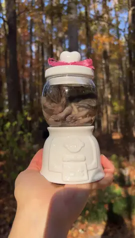 !tw! this beautiful gumball baby is available for adoption!!! meet mae 🖤 she came from a veterinary hospital and looking for a forever home. please dm to purchase my business instagram details are in my bio  #fyp #oddities #odditytok #odditycollector #taxidermy #memorial #wetspecimen #SmallBusiness #kitten 