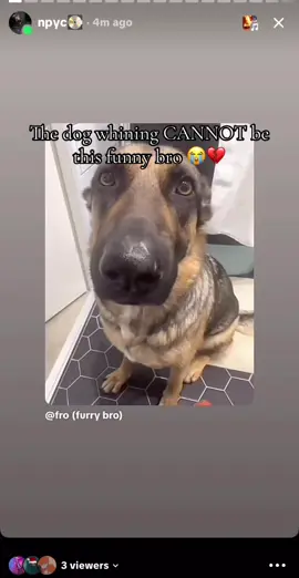 #dogwhining #dog #funny #fyp #foryou @Ceru 