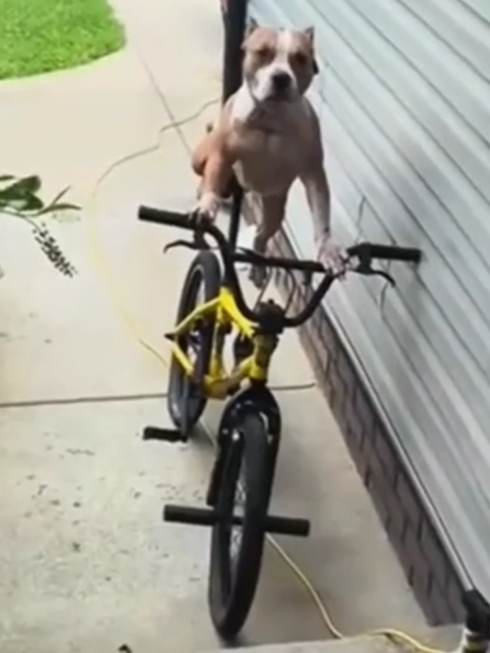 🤣Funny Animals 2025🤣Funny Dogs Video🐶 part-216 #funnyanimalvideos #funnyanimals #funnyvideos 