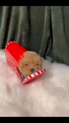 Maltipoo puppy 💕  7 weeks old very powerful a d love playing❤️❤️❤️🔥 #puppiesoftiktok #maltipoopuppy #puppies #addorable #maltipoo 