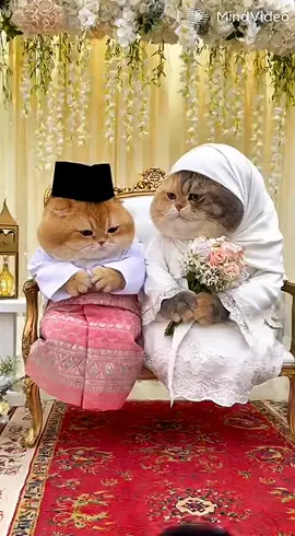 lahanat betul! #oyen #calico #kucing #lucu #lawak 