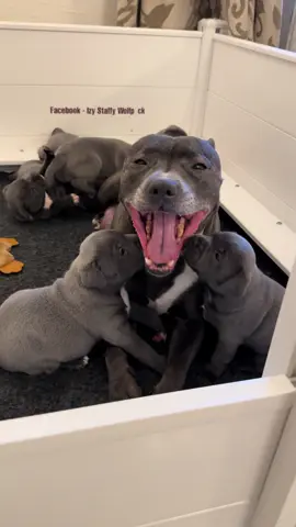 Petra’s puppies are getting cuter by the second 🐶💚 Their cheeky little personalities are shining through, and it’s a big day tomorrow, they’ll be meeting their new forever pawrents for the first time! 💞🐾 We’ll have names and new collars to share over the weekend 🎉✨ #IzyStaffyWolfpack #BlueStaffy #StaffyPuppy #CuteDogs #PuppyLove