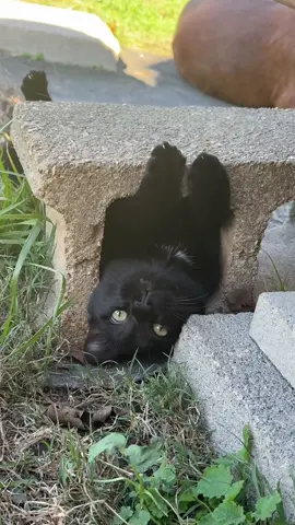 he loves this spot!! #catsoftiktok #cats #cute #cutecats 