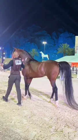 #اكسبلور #بطولة_حائل_لجمال_الخيل_العربية_الاصيلة #explore #الانتشار #f 