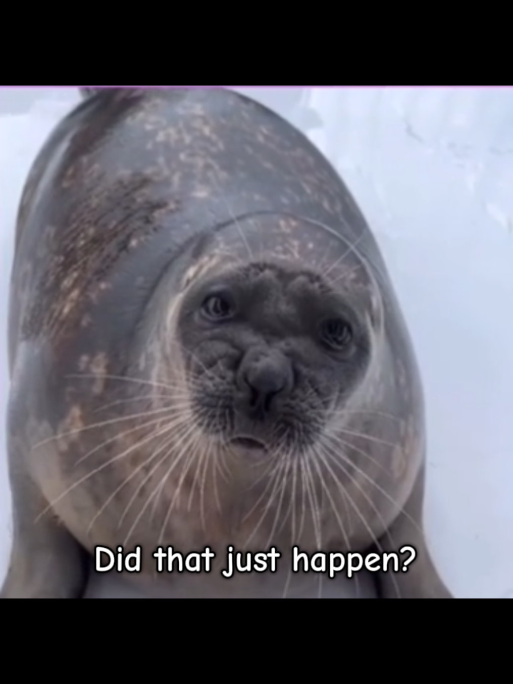 #seal #sealtok #katsunori #тюлень 