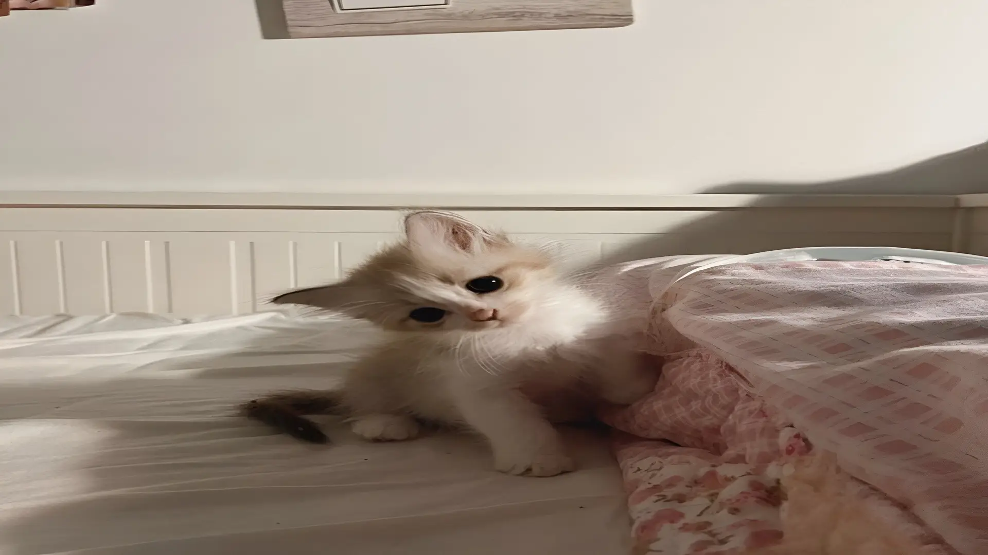 resolution 1920x1080p full hd 🌿 Tg in the profile 🌿 #wallpaper #song #music #dark #whysoetude 