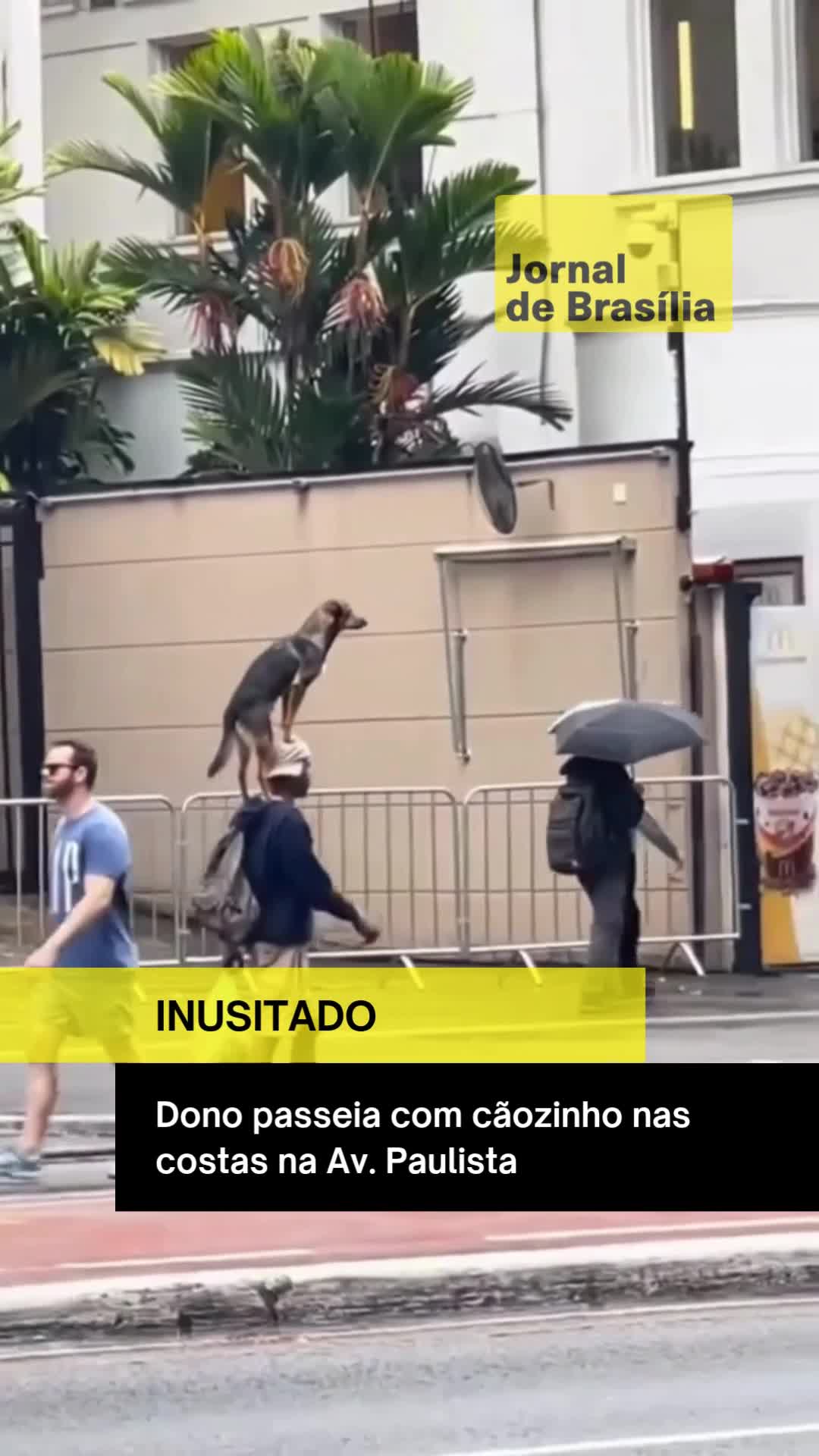 🐾 Na movimentada Avenida Paulista, um gesto de amor tem encantado quem passa por ali: um tutor leva o cãozinho nas costas todos os dias, mostrando que o cuidado também se demonstra em atitudes simples. ❤️ Tranquilo e confiante, o doguinho retribui com olhares de ternura — uma cena que prova que o amor entre eles vai muito além da coleira. 📹: afonsodpaula | myhoodbr #jornaldebrasilia #amor #caozinho #passeio #avpaulista