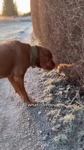 This made me so happy😭❤️ #wholesome #animals 