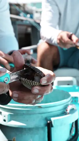 This morning’s mission: dive for scallops down in Tampa. Came up with a good haul and cleaned them right on the dock using our Toadfish Clam Knife — couldn’t be easier. Cooked them up the way we always do: a little butter, garlic, lemon, and linguine. Simple and perfect. 🍋🍝