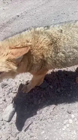 #exselcaballero #tiktok #humortiktok #ruta5surchile🇨🇱 #zorro 