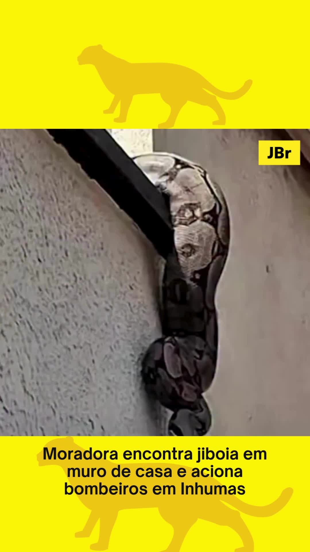 🐍 Uma moradora do Setor Atlântico, em Inhumas, Região Metropolitana de Goiânia, levou um grande susto na tarde de quarta-feira (5/11) ao encontrar uma cobra no muro de sua residência. O animal foi identificado como uma jiboia. 🚒 A mulher, que varria a calçada no momento do incidente, chamou o Corpo de Bombeiros assim que percebeu a presença do réptil. A equipe chegou rapidamente ao local e realizou o resgate do animal, que não apresentava ferimentos. 📹 Ana Luiza Ribeiro, moradora da casa, registrou o momento em vídeo e compartilhou nas redes sociais. Nas imagens, é possível ver a cobra sobre o muro, com parte do corpo descendo pela calçada. Após o resgate, a jiboia foi devolvida ao seu habitat natural. 📹: Reprodução #jornaldebrasilia #susto #jiboia #inhumas