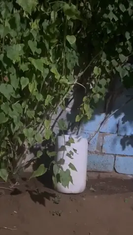 🤣🤣🤣ناهي وانا اهرب بروحي عادني ادور ورا امبندق