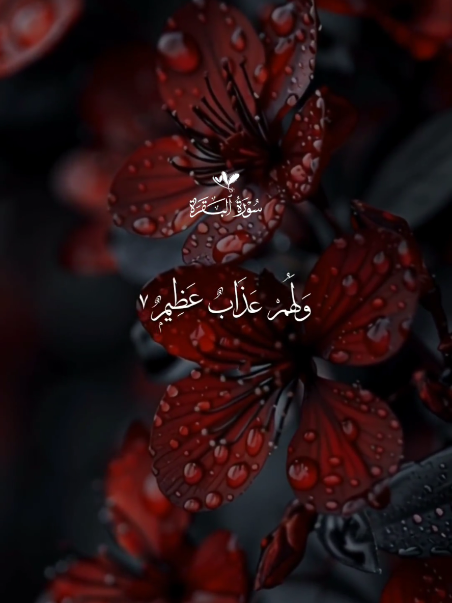 سورة البقرة - بلال دربالي 🤍  #قران #بلال_دربالي #اللهم_صلي_على_نبينا_محمد #قران_كريم #fyp 