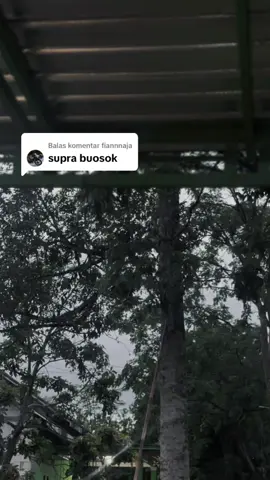 Membalas @fiannnaja bar subuhan og moco komen ngeneki😇, yo wajar mas ragat nggo duit hasil kringet e dewe soal e,opo enk panggah tak syukuri,tapi nek tarongke karo pitmu yo wani hehe99x🙏🏻 #naakesha #supra #kyzgank🚀 #kphganksoloraya🚀 #fyp 