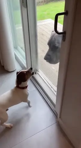 Situation change when the door opens😂 #tiktok #funny #viral #viralvideo #dogs 