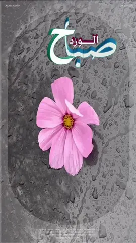 #في هذا اليوم 