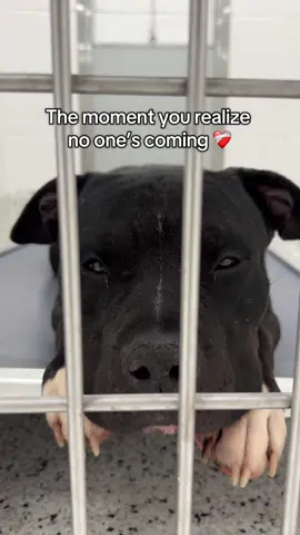 Overlooked and out of time. Victory sits waiting for his forever family at fulton county animal services with a deadline of 7pm tonight. Could his forever be with you? @rescueme_atl #atlanta #adopt   #foster 