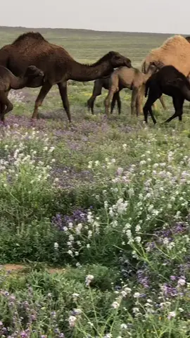 #في هذا اليوم 