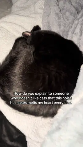 I’m obsessed.  #catsoftiktok #fyp #viral 