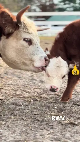 Happy cows ☺️🐮#fyp #findreasonstosmile #funonthefarm #ladyfarmerneedsacocktail #minicows 