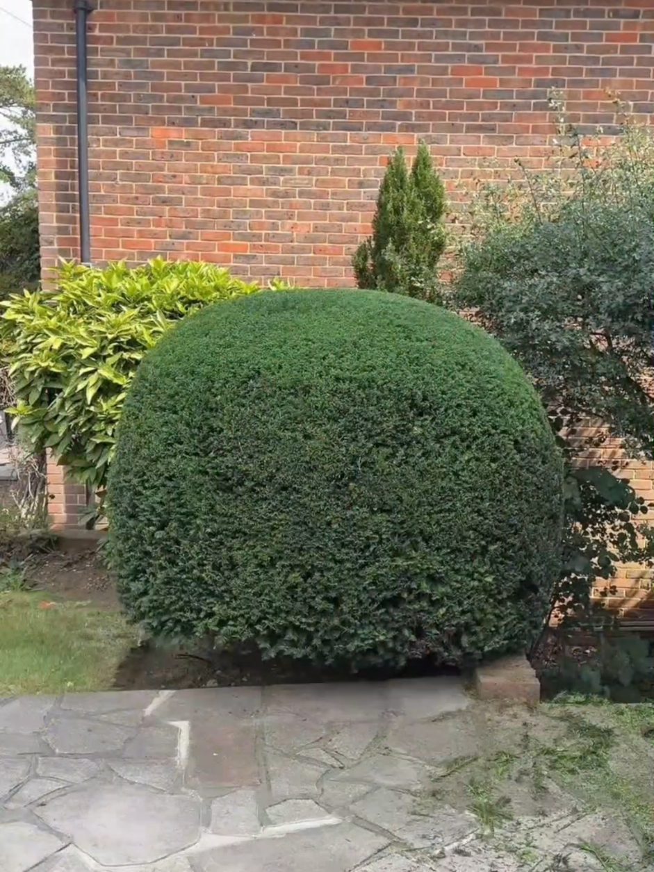 #lawncare #clean #pressurewashing #gardening #relaxing 