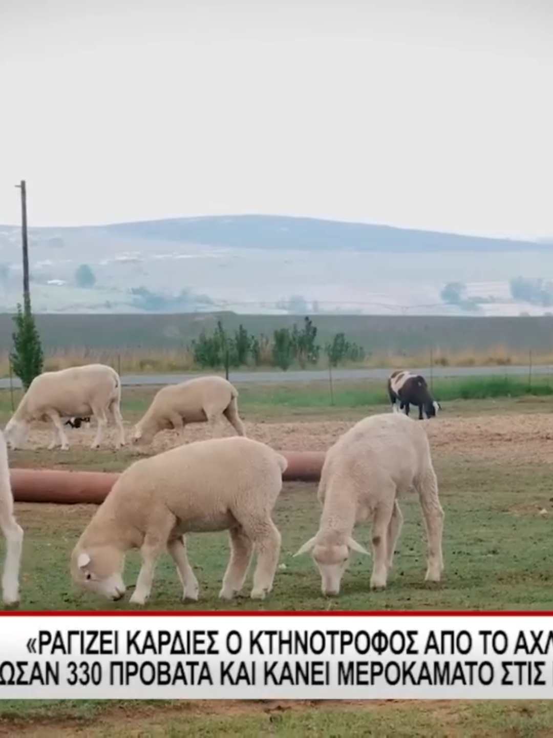 Ραγίζει καρδιές ο κτηνοτρόφος από το Αχλαδοχώρι Σερρών: Του θανάτωσαν 330 πρόβατα και κάνει μεροκάματο στις ελιές για να ζήσει Συγκλονίζει η κατάθεση ψυχής του κτηνοτρόφου κ. Θανάση Πίσιου από το Αχλαδοχώρι Σερρών. Με φωνή που έσπαγε, περιέγραψε στο Epiloges, τις δραματικές στιγμές που έζησε ο ίδιος ... #Serres #Epilogestv