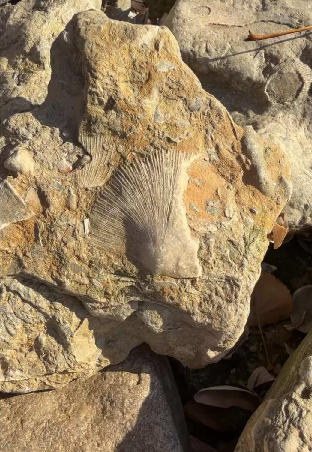 Fossils here, fossils there, fossils everywhere! #rockhounding #minerals #rocktok #lapidary #geology 