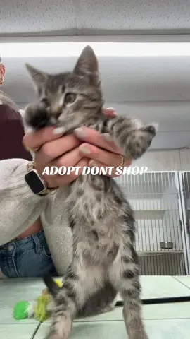 If you were thinking about adopting a shelter cat… DO IT!  I volunteer at my local shelter and this had been the most fulfilling thing ever for me 🫶