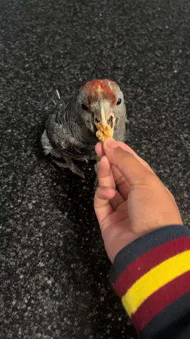 ONLY STOP SPINNING ONCE WALNUT IN MOUTH #australianbirds #bird #ganggangcockatoo 
