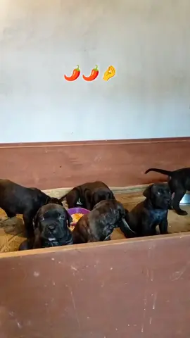 #كلاب_حراسة #كين_كورسو #rottweiler 