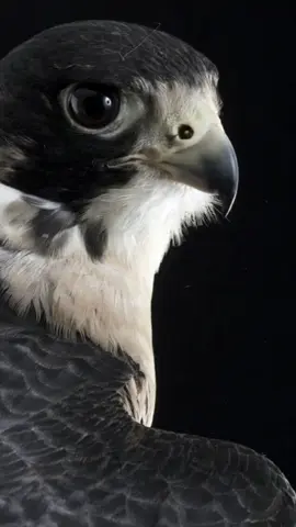 ماخاوي الاكبارالقوم بين الرجال #مجرد________ذووووووق🎶🎵💞 #متذوق🕊🤍 