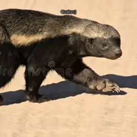 عسيلة المغوار