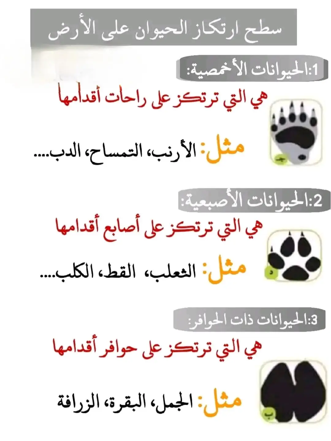 #السنةالثالثةابتدائي  #أميرالصمت  #التربيةالعلمية  درس سطح ارتكاز الحيوان على سطح الأرض (شرح دقيق مع تدريبات) #ملاحظة : يحتاج الدرس إلى تركيز فقط  #الشعب_الصيني_ماله_حل😂😂 