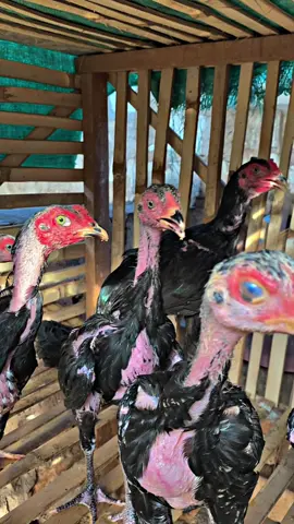 Prajurit RPF ⚔️#fyp #peternakmuda 