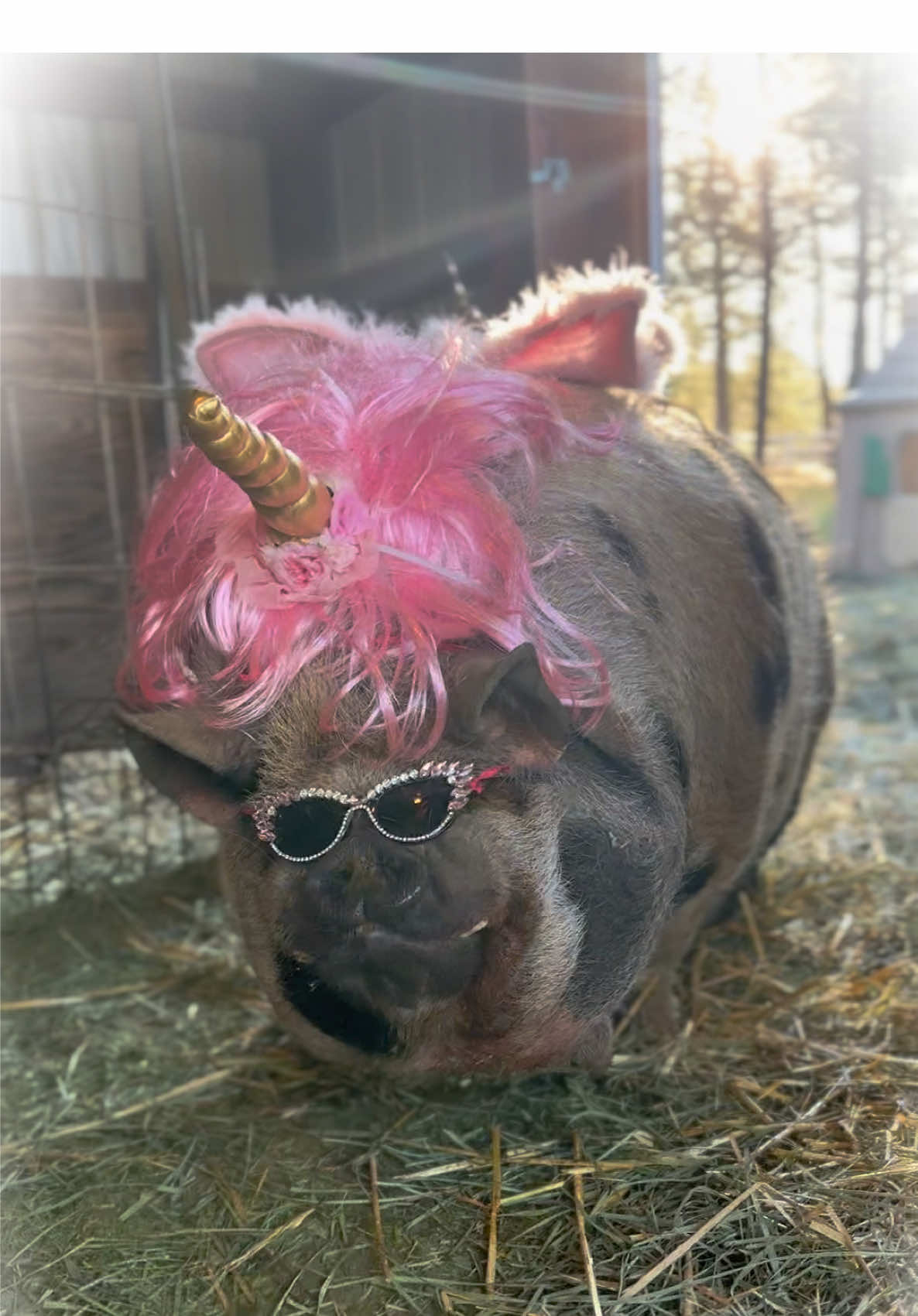 That’s just who he is! #pig #winston #winstonthepig #youdoyou #minipigs 