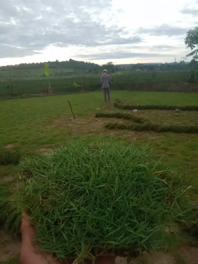 Tukang rumput murah bogor     Rumput Jepang/Peking,, Pengiriman dari Parung Bogor...... Gratis ongkir SE JABODETABEK