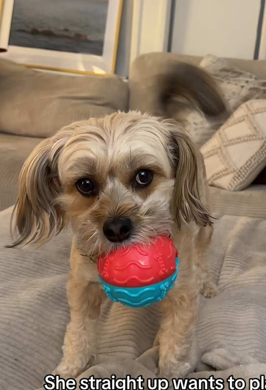 She kills me #yorkie #yorkiepoo #yorkiesoftiktok damn you guys are really bout that Yorkie life there’s like 1.3 mil under # yorkie  