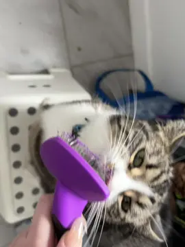 No demand goes unmet in this house! #cat #cattok #canada_life🇨🇦 #fyp #catlover 