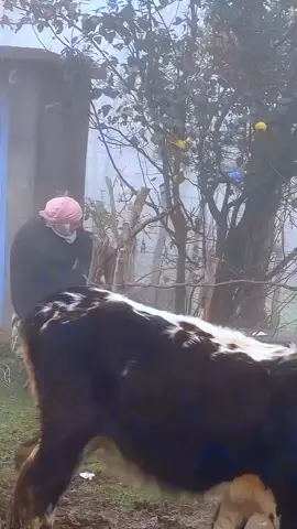 #حياة #رائعة 