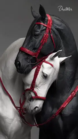 @astucetok @الفنان محمد العلي  creator Search insight #مشاهدات #كيف انساك وأنت عيوني ونبض قليبي#مشاهدات 