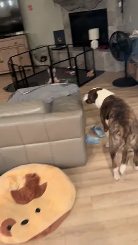 Look how bro is sitting #frenchbulldog #puppy #cutepuppy #pibble #frenchie 