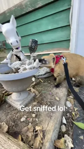 What does he have all that nose for #coati #coatimundi #animal #cute #fyp 